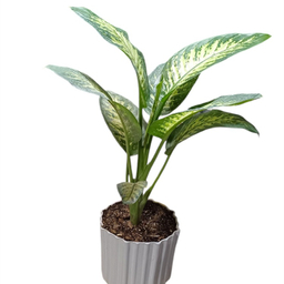 گیاه طبیعی دیفن باخیا گلدونه کد 20089
