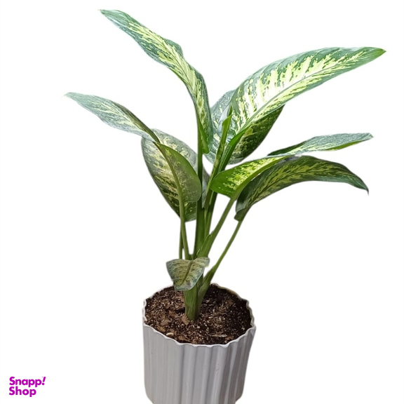 گیاه طبیعی دیفن باخیا گلدونه کد 20089