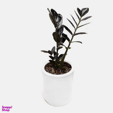 گلدان طبیعی زاموفیلیا بلک ارتفاع 40 سانتی متر