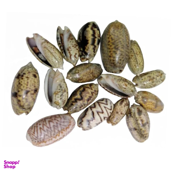 صدف تزئینی مدل a19 بسته 16 عددی