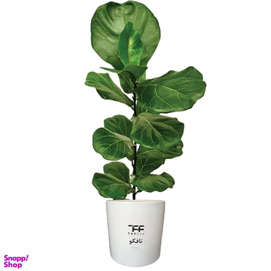 گل طبیعی فیکوس لیراتا آفریقایی کد b5 به همراه گلدان سرامیکی سایز 80 سانتی متر