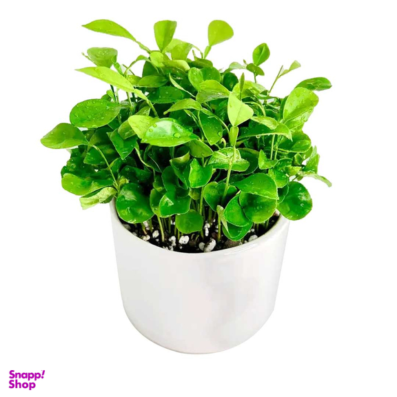 سبزه نارنج کد 11020