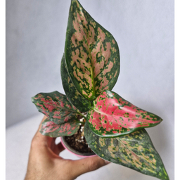 گیاه طبیعی آگلونما قرمز مدل 01