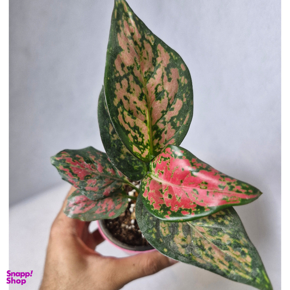 گیاه طبیعی آگلونما قرمز مدل 01