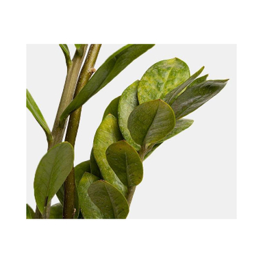 گلدان زاموفیلیا سایز متوسط ارتفاع 5۰ سانتی متر