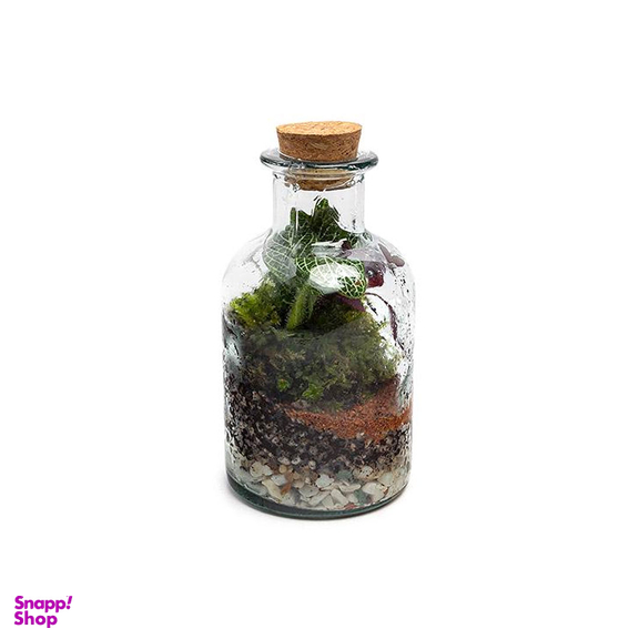 تراریوم شیشه ای مدل بطری