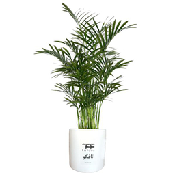 گل طبیعی شامادورا تافکو کد 2028