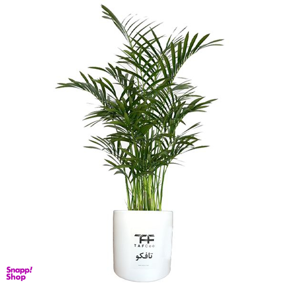 گل طبیعی شامادورا تافکو کد 2028