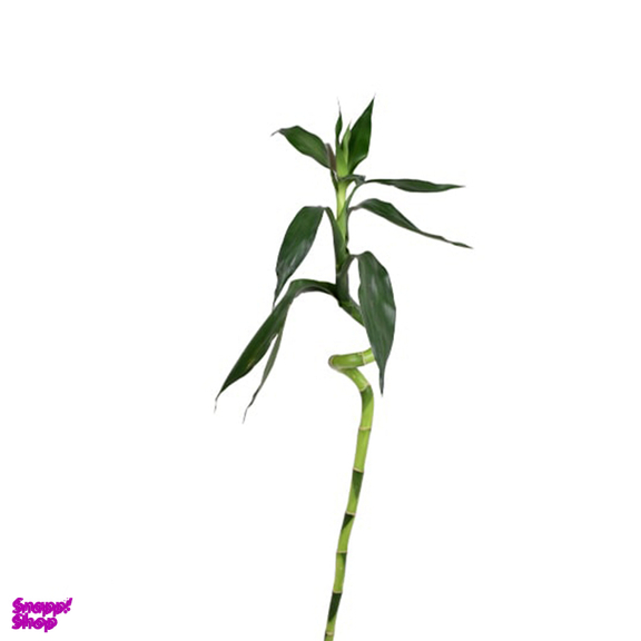گیاه طبیعی بامبو تایلندی مدل a+