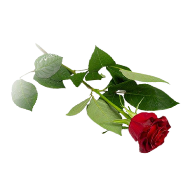 گل رز قرمز درجه یک 1 شاخه