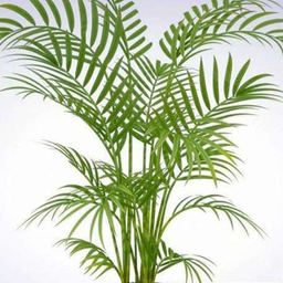 گیاه طبیعی نخل اریکا تافکو کد 2038