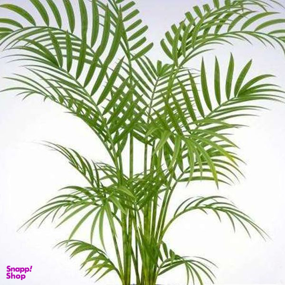 گیاه طبیعی نخل اریکا تافکو کد 2038