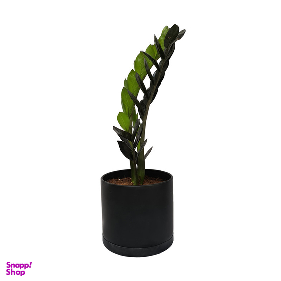گياه طبيعی زاموفيليا سوپر بلك كد LS-05G