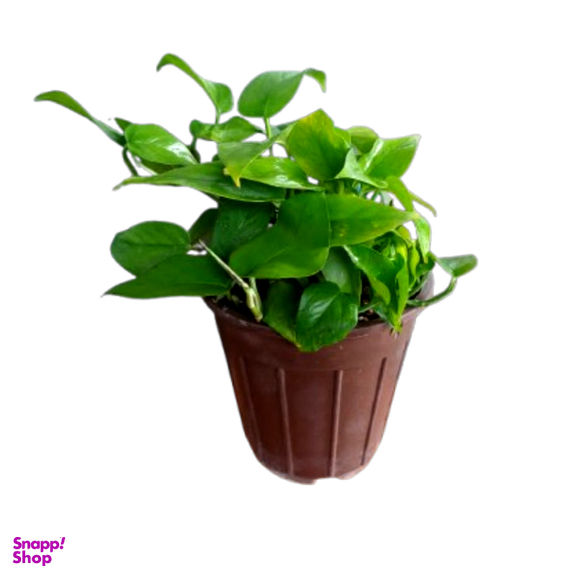گیاه طبیعی پتوس سبز نارگل کد 025