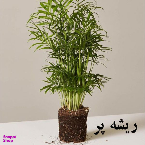 گل طبیعی شامادورا تافکو کد 2028