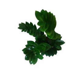 گیاه طبیعی زاموفیلیا گرین لایف مدل P1003
