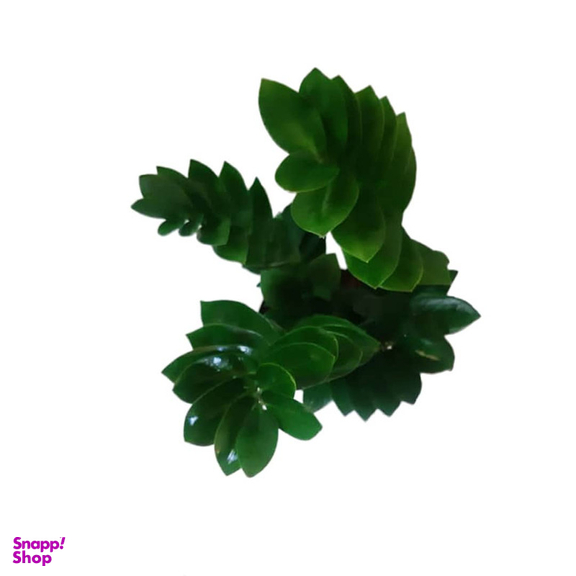 گیاه طبیعی زاموفیلیا گرین لایف مدل P1003