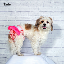 پوشک سگ تادو طرح ماده دامنی کد 1124 سایز M