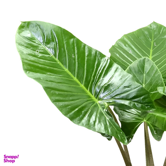 گیاه بابا آدم  کد 18