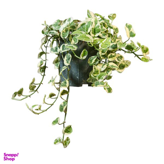 گیاه طبیعی پتوس ارتشی مدل 01