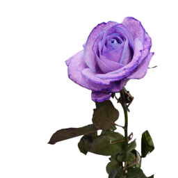 گل رز هلندی کد 20019 رنگ بنفش