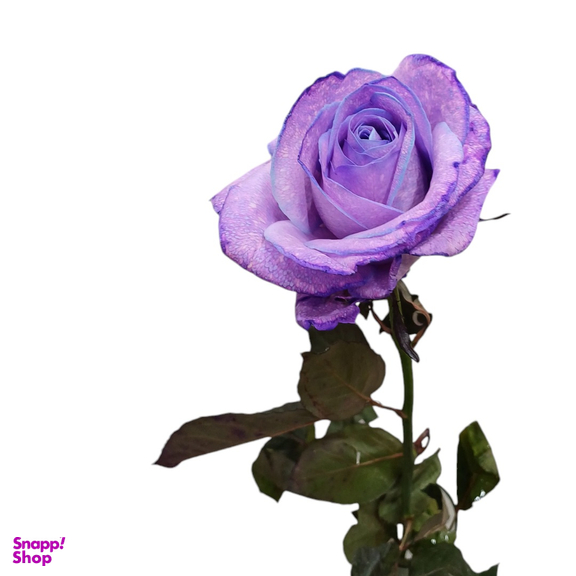 گل رز هلندی کد 20019 رنگ بنفش