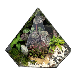 تراریوم ترارتوس مدل 04