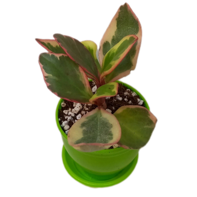 گیاه طبیعی قاشقی لب قرمز مدل تری کالر