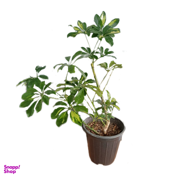 گیاه طبیعی شفلرا ابلق نارگل کد 011