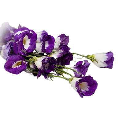 دسته گل لیسانتوس سفید لب بنفش