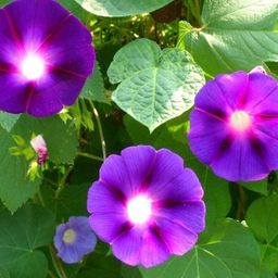 بذر گیاه نیلوفر پیچ بسته 10 عددی