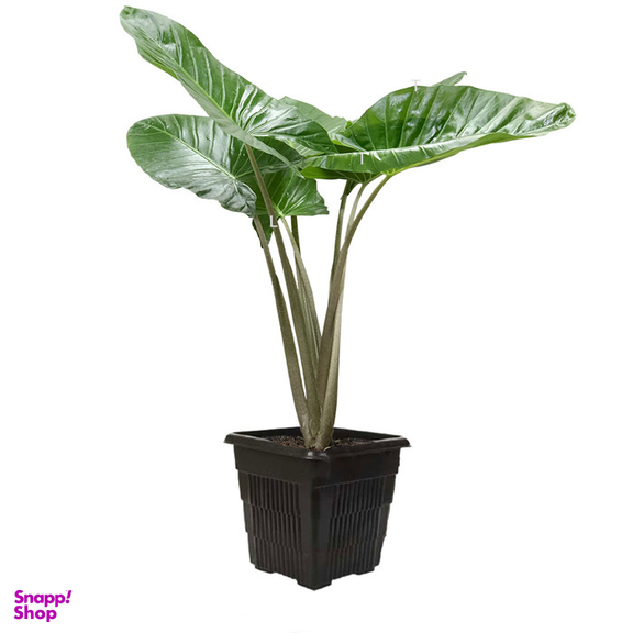 گیاه بابا آدم  کد 18