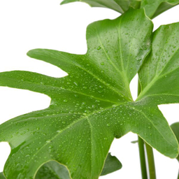 گیاه طبیعی برگ انجیری سلوم دو بوته کد 10752/2203