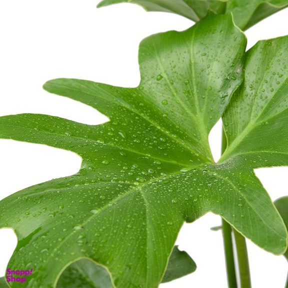 گیاه طبیعی برگ انجیری سلوم دو بوته کد 10752/2203