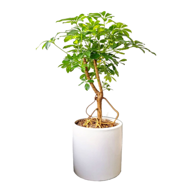 گیاه طبیعی شفلرا تنه بن سای کد 018