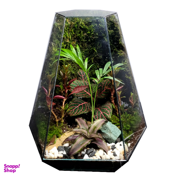 تراریوم ترارتوس مدل 03