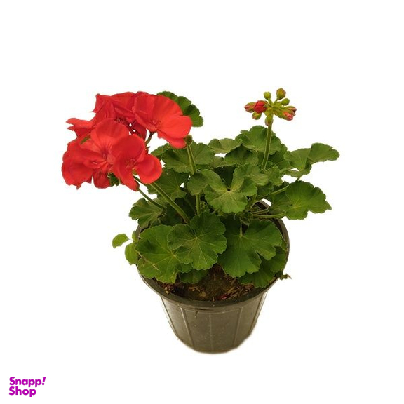 گیاه طبیعی شمعدانی کد shamd01
