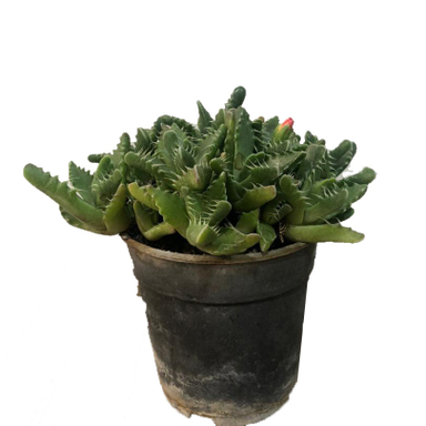 گیاه کاکتوس فوکاریا مدل am01