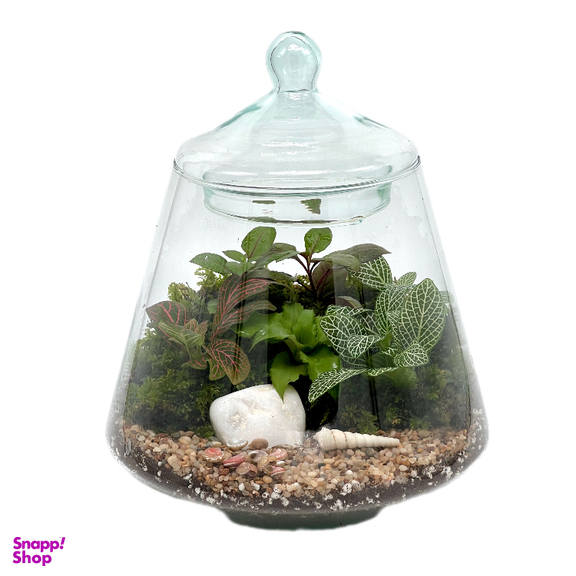 تراریوم مدل هرمی 2 سایز متوسط