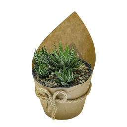 گیاه طبیعی کاکتوس هاورتیا گورخری کد 1005