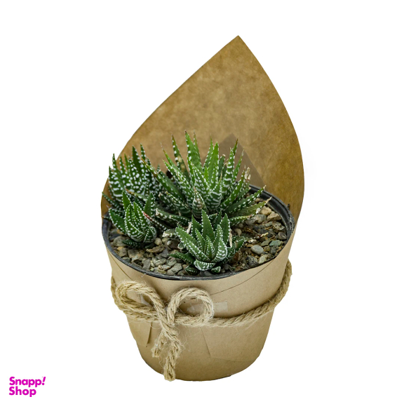 گیاه طبیعی کاکتوس هاورتیا گورخری کد 1005