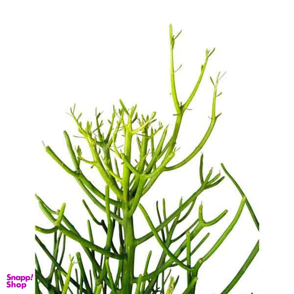 گیاه آپارتمانی طبیعی افوربیا تیروکالی کد 06