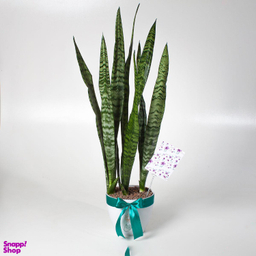 گیاه طبیعی سانسوریا کد 022