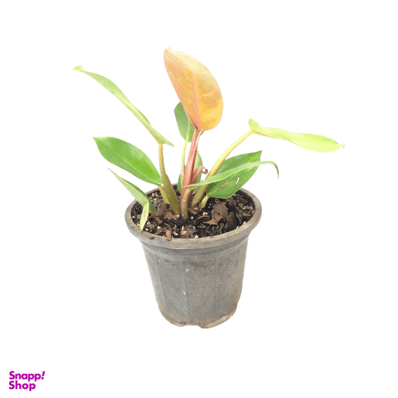 گیاه طبیعی فیلودندرون پرتقالی کد mm01