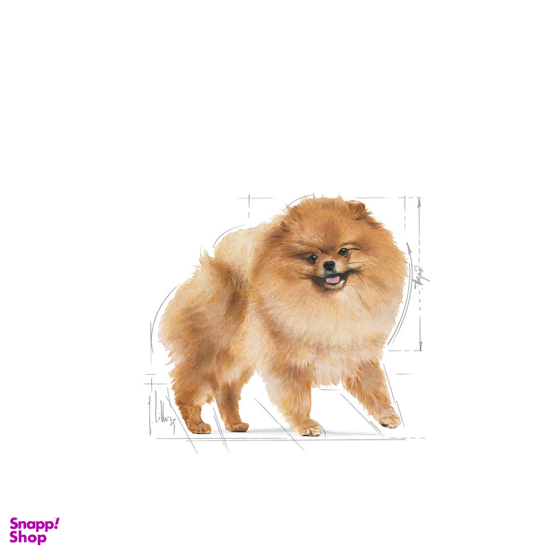 غذای پوچ سگ بالغ رویال کنین مدل Pomeranian adult وزن 85 گرم