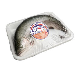 ماهی تازه صید روز ماهی قزل آلا شکم خالی پروفیش وزن 1 کیلوگرم