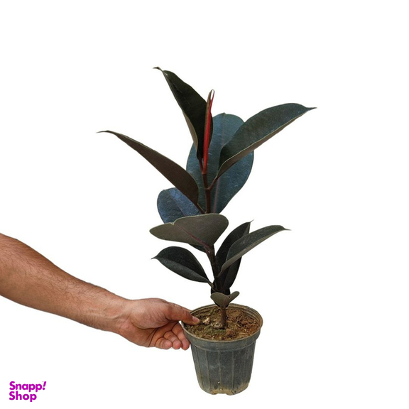 گیاه طبیعی فیکوس الاستیکا بلک مدل 03