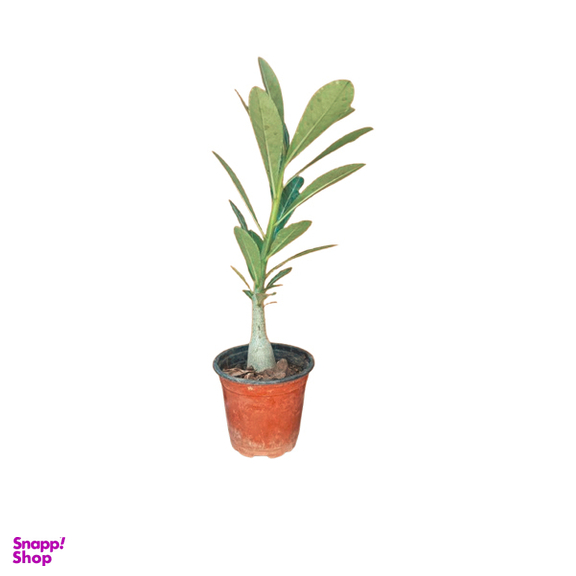درخت طبیعی آدنیوم مدل AM02 کد 02