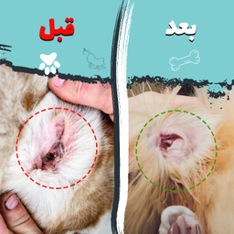 دستمال مرطوب سگ و گربه مخصوص گوش و اطراف چشم کوالاپت مدل Wipes03 بسته ۲ عددی