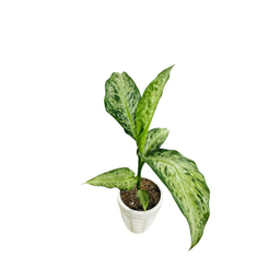 گیاه آپارتمانی دیفن کد 008